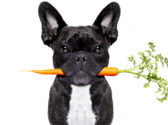 انواع خوراکی و غذاهای مفید برای سگ