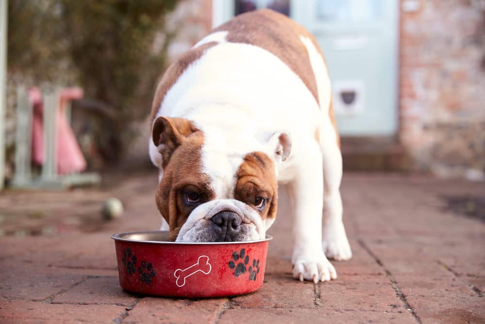 سگ بولداگ در حال غذا خوردن از ظرف
