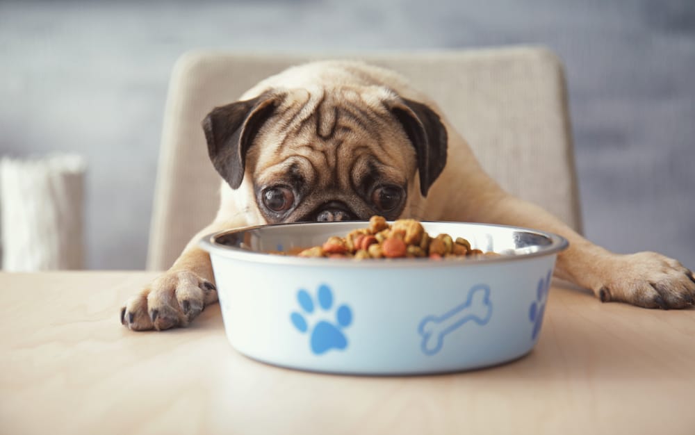 سگ پاگ در کنار ظرف غذا