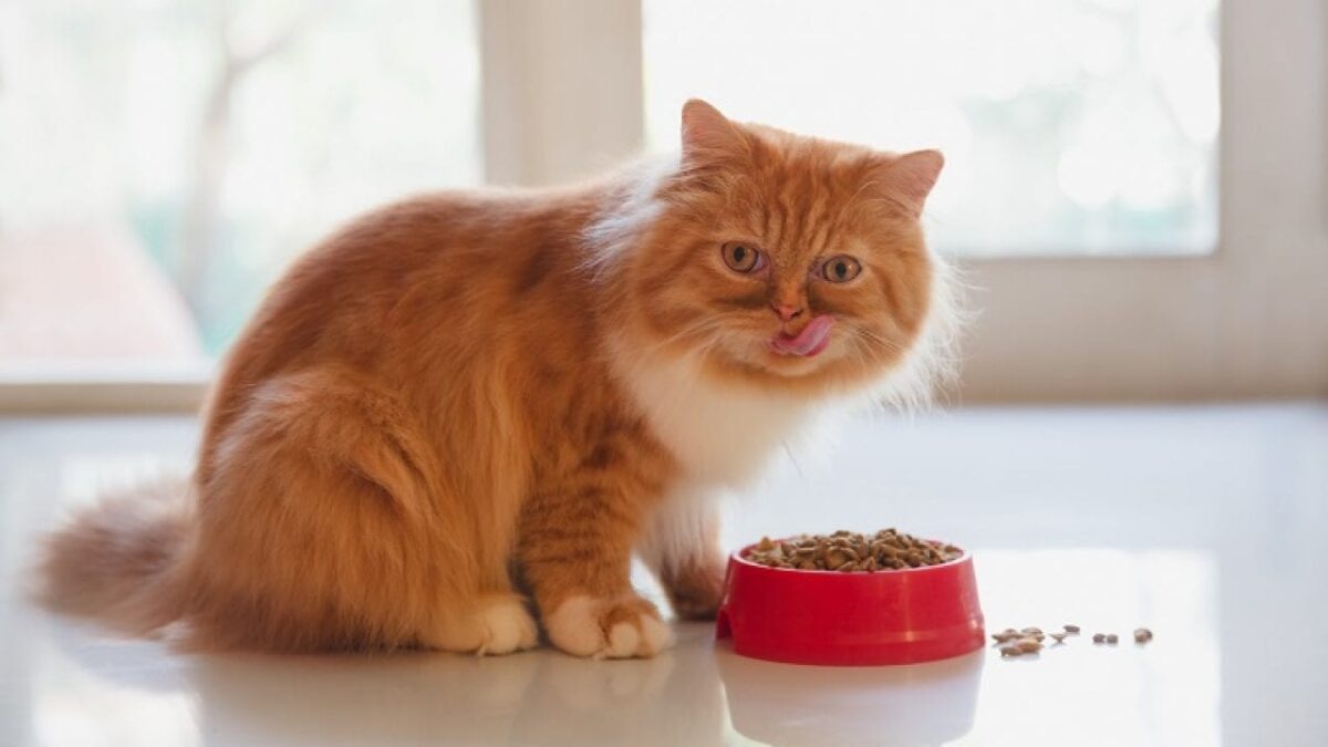 گربه پرشین در حال غذا خوردن