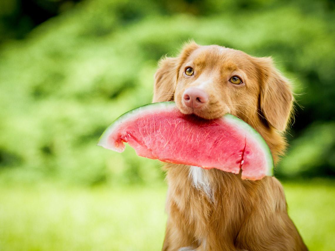 سگ در حال هندوانه خوردن