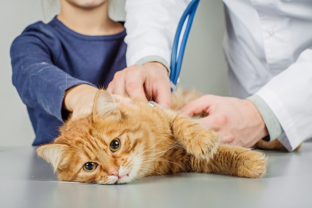 دامپزشک در حال معاینه گربه بیمار