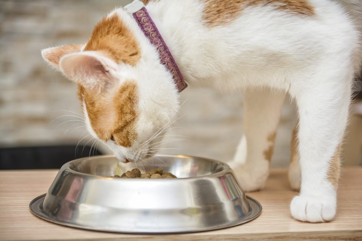 گربه حنائی در حال غذا خوردن از ظرف استیل