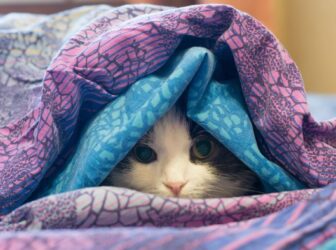 سرماخوردگی گربه چیست؟ علائم، تشخیص و نحوه درمان