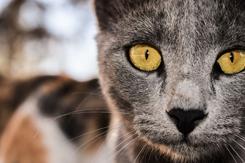 گربه با چشمان سالم زرد شفاف و براق