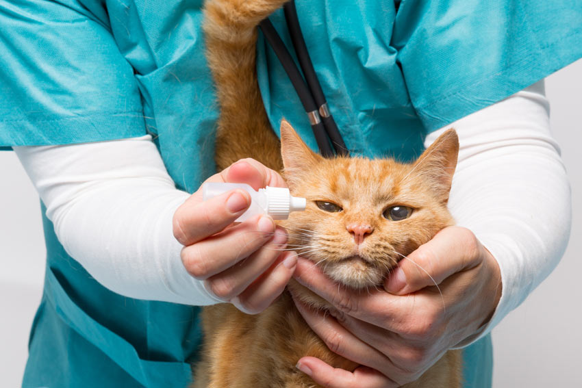درمان مشکلات چشمی گربه توسط دامپزشک
