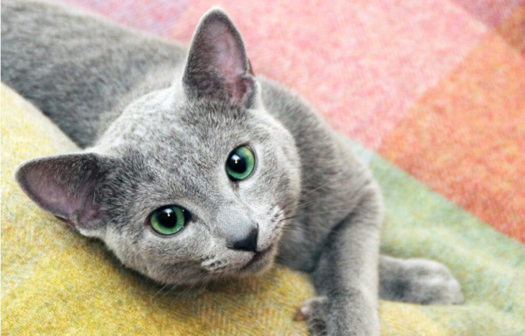 گربه ی آبی روسی روی فرش رنگی