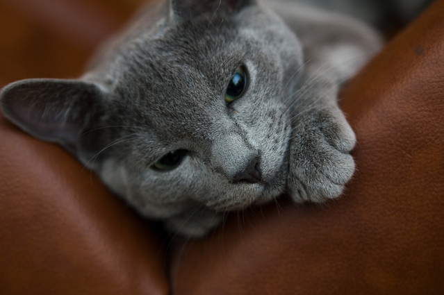گربه ی آبی روسی در حال لم دادن روی مبل قهوه‌ای