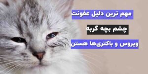 قی کردن چشم بچه گربه