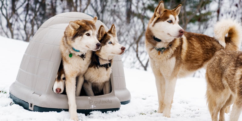 سه سگ هاسکی در هوای برفی
