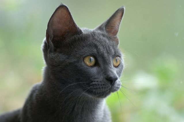 عکس گربه راشن بلو با چشمان سبز و سری مثلثی شکل