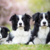سه سگ بردر کولی سیاه سفید