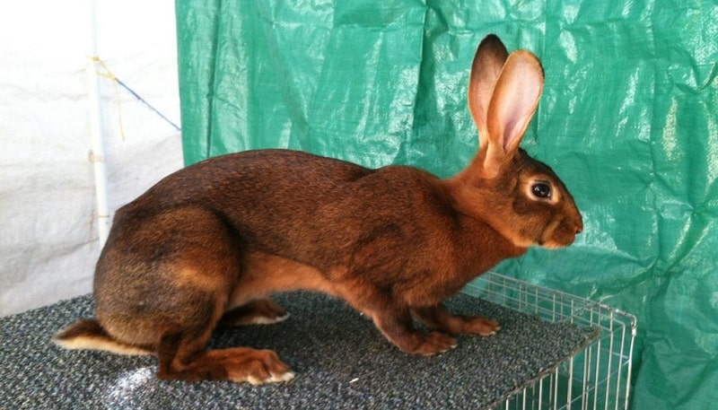 خرگوش بلوطی بلژیکی روی قفس