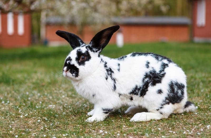 خرگوش سیاه و سفید جاینت آمریکایی