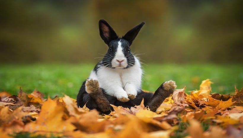 عکس نژاد خرگوش آلمانی روی برگ های زرد