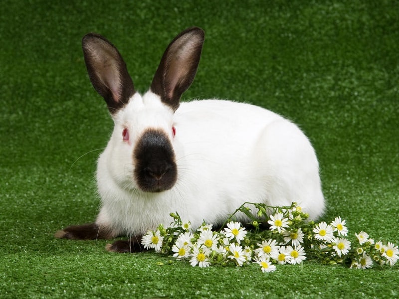 خرگوش نژاد هیمالیا در فضای سبز