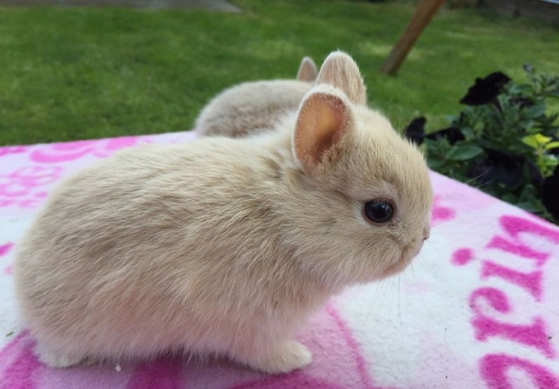 خرگوش کوتوله هلندی روی پتوی سفید و صورتی