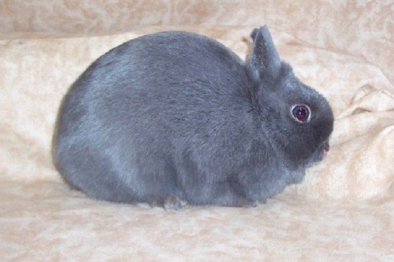 خرگوش نژاد لهستانی
