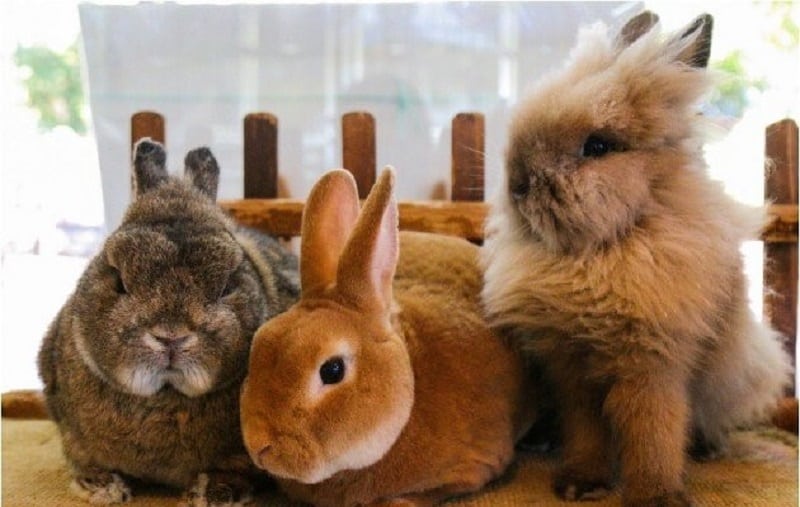 عکس انواع نژاد خرگوش