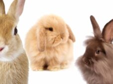 نژادهای محبوب خرگوش برای نگهداری به عنوان حیوان خانگی