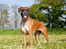 علائم، تشخیص و درمان بیماری دیسپلازی سگ
