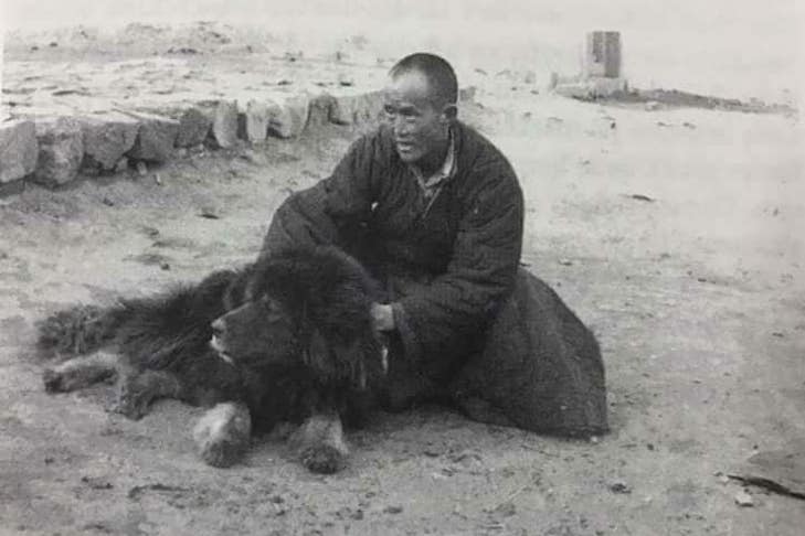 راهب در کنار ماستیف تبتی