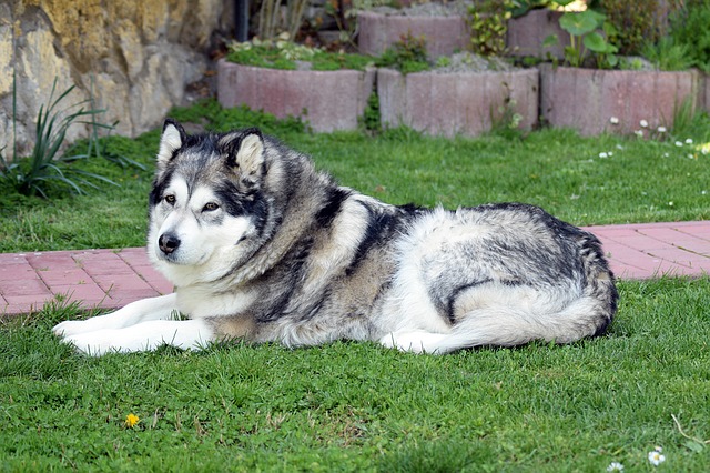 عکس سگ مالاموت سفید و خاکستری در فضای باز