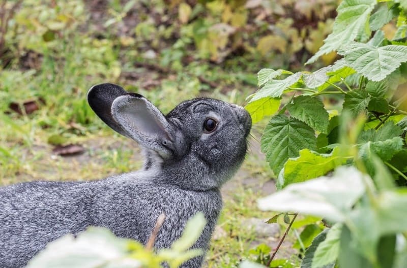 نژاد خرگوش خاکستری رنگ چین چیلا در حال خوردن برگ