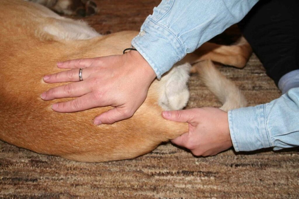ماساژ دادن یک راه درمان برای دیسپلازی هیپ در سگ