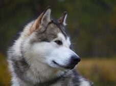 مالاموت آلاسکایی متفاوت‌ترین سگی که می‌شناسید!
