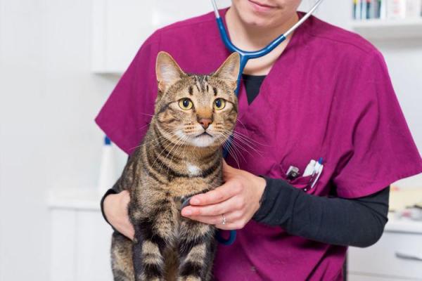 درمان اسهال گربه توسط دامپرشک