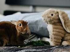 20 نژاد از انواع خرگوش با عکس : مناسب برای نگهداری در خانه