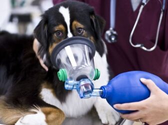 شایع‌ترین بیماری‌های تنفسی در سگ ها + علائم و نحوه پیشگیری