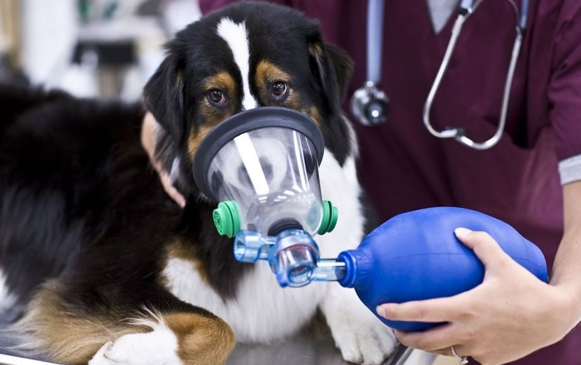 سگ با بیماری تنفسی