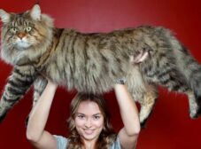 معرفی گربه نژاد مین کون (Maine Coon)؛ بزرگ‌‌ترین گربه دنیا!