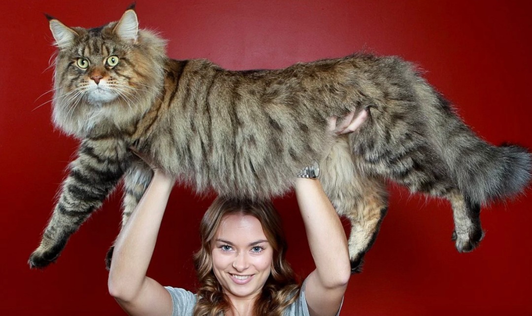 گربه مین کون بزرگ ترین گربه دنیا
