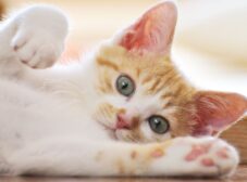 بیماری ویروسی پنلوکوپنی گربه ها چیه و چه علائمی داره؟