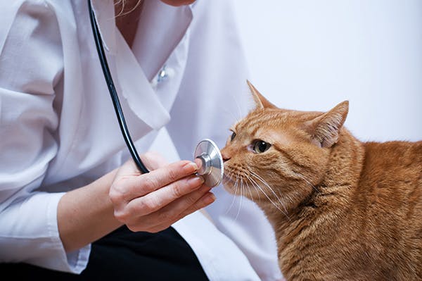 معاینه و درمان انگل در گربه