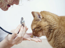 انواع انگل در گربه (خارجی و داخلی) و روش‌های درمان آن