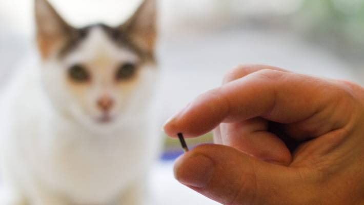 تزریق میکروچیپ به گربه جزء قوانین خروج حیوانات خانگی از کشور