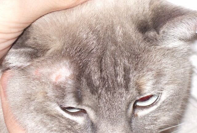 قارچ گربه منجر به کچلی سکه ای در گربه خاکستری