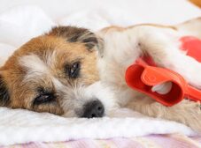 علائم، پیشگیری و درمان مشکلات و بیماری‌های گوارشی در سگ‌ها