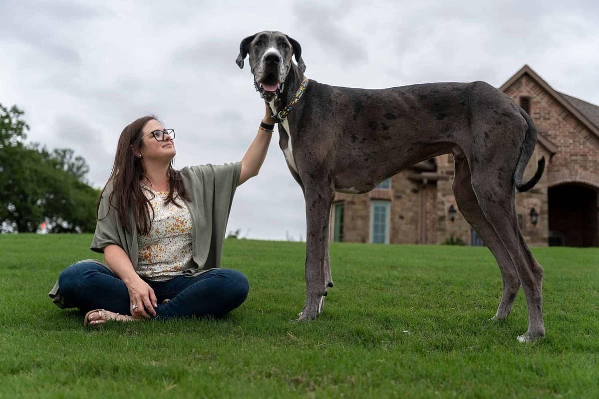 قدبلندترین سگ دنیا از نژاد گریدین
