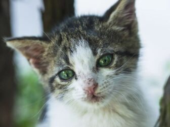 درمان مهم‌ترین عفونت‌های گربه (راه های انتقال و پیشگیری)