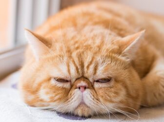بیماری های کلیوی در گربه؛ دلایل بروز مشکلات کلیه، علائم و درمان
