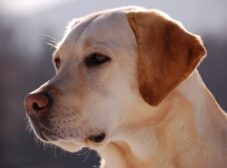 معرفی سگ لابرادور رتریور؛ محبوب‌ترین نژاد سگ خانگی