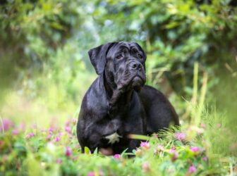 معرفی کامل سگ نژاد کن کورسو؛ سگ اصیل و باوقار ایتالیایی