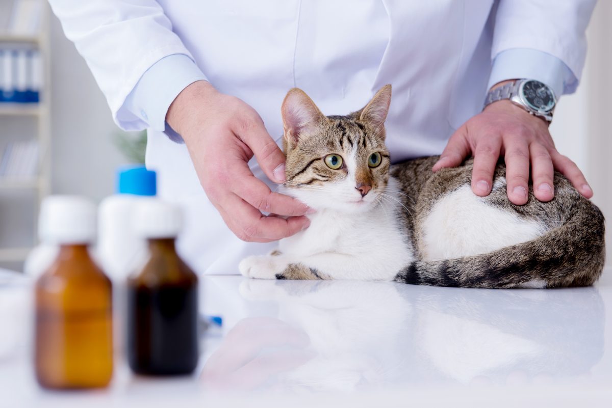 درمان نارسایی کلیه در گربه