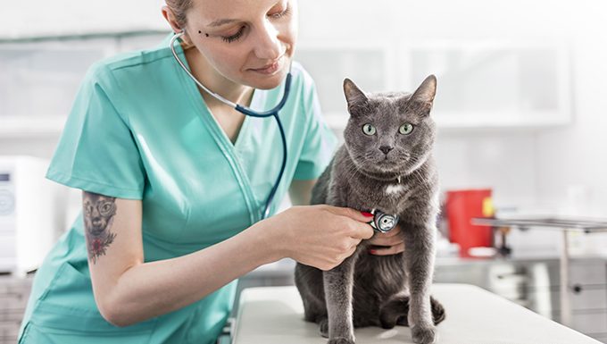 واکسن برای بیماری عفونی گربه ها