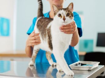علائم بیماری در گربه رو چطور تشخیص بدیم؟